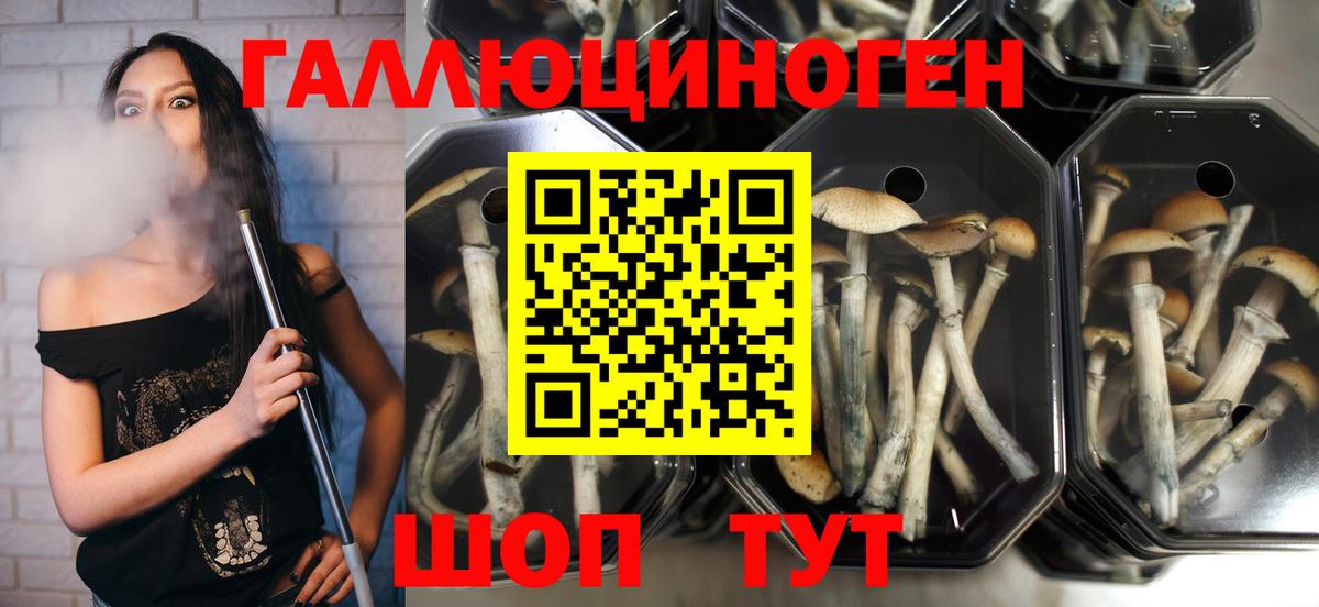 Псилоцибиновые грибы Psilocybe  Галлюциногенные грибы мицелий  Вход с VPN  Алейск 